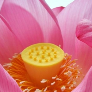 Bright pink lotus photo with bright yellow center