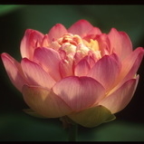 medium lotus