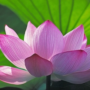 lotus flower buddha