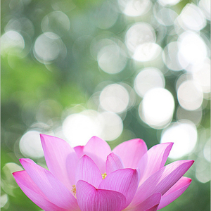 lotus flower at sunrise img 6193 1 40751