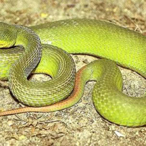 งูเขียวหางไหม้
