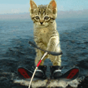 261786 animated gif of cute cat water skiing