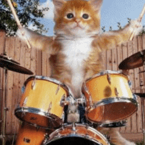 cat gif playing drums 4