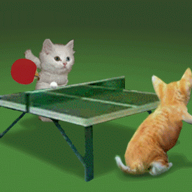Kitty Ping Pong Cat Cats Kitty Kitten Kittens Ping Pong funny animal animals animated animation animations gif gifs LOL cute laughs laugh laughing man