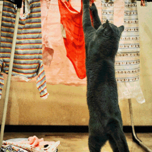 black cat hanging washed clothes