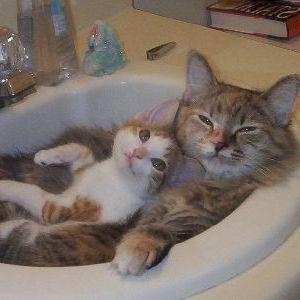 cats in bath