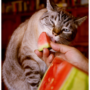 cat eating watermelon by sour berry d3gxq62
