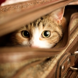 cat in a suitcase 734