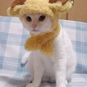 cat hat4
