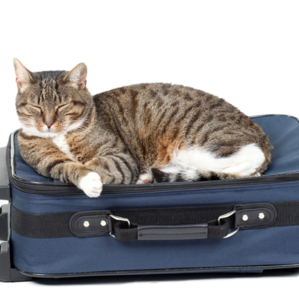 article cat plane travel