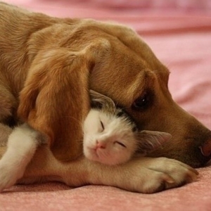 Good night dog and cat