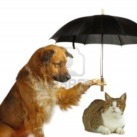 12661139 dog is protecting a cat with a umbrella