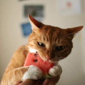 do cats eat watermelon you know saramikatosi tsutagasuikanoj