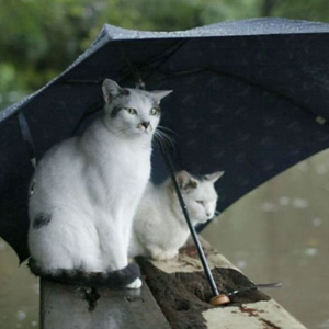 two cats umbrella