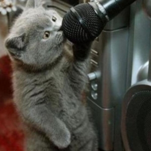 cat singer