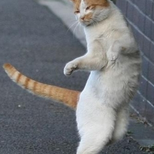 cat dance outdoor