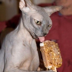 xsphinx cat eating ice cream.jpg.pagespeed.ic.b5MHgw 2cV