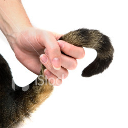 stock photo 2437158 pulling a cats tail