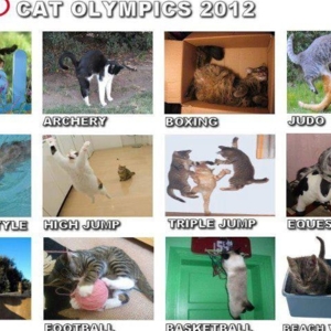 Cat Olympics