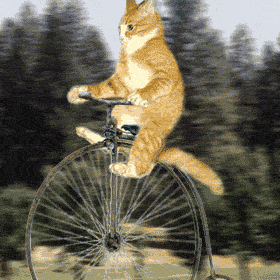 cat riding a bike 3j2dedhnaz