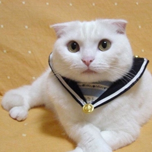 pop sailor l