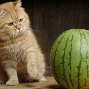 Cat Vs Watermelon