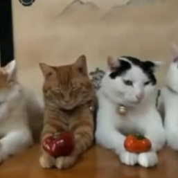 The Most Zen Cats Ever