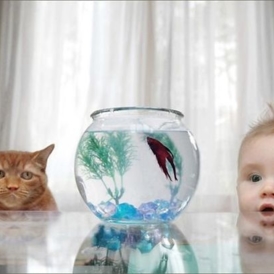 แมว+เด็กจ้องปลา