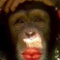 Monkey2