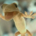 zu