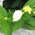 IMG 0089 resize
