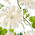 flower015