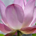 lotus11