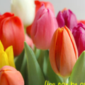 Tulips