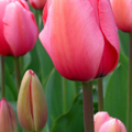 Tulip canberra