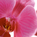 Pink Orchid Posters