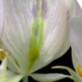 sego lily