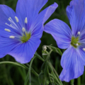 blueflax
