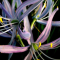 Camas