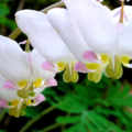 Dutchmans breeches
