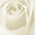 white rose