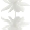 white lotus flower
