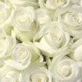white rose bouquet