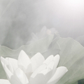 white lotus in the mist