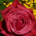 Picture 101 (Small)