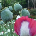 Picture 058 (Small)
