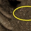 a11 1
