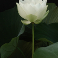 whitelotus2