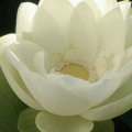 whitelotus1