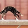 Balance Beam Cat t